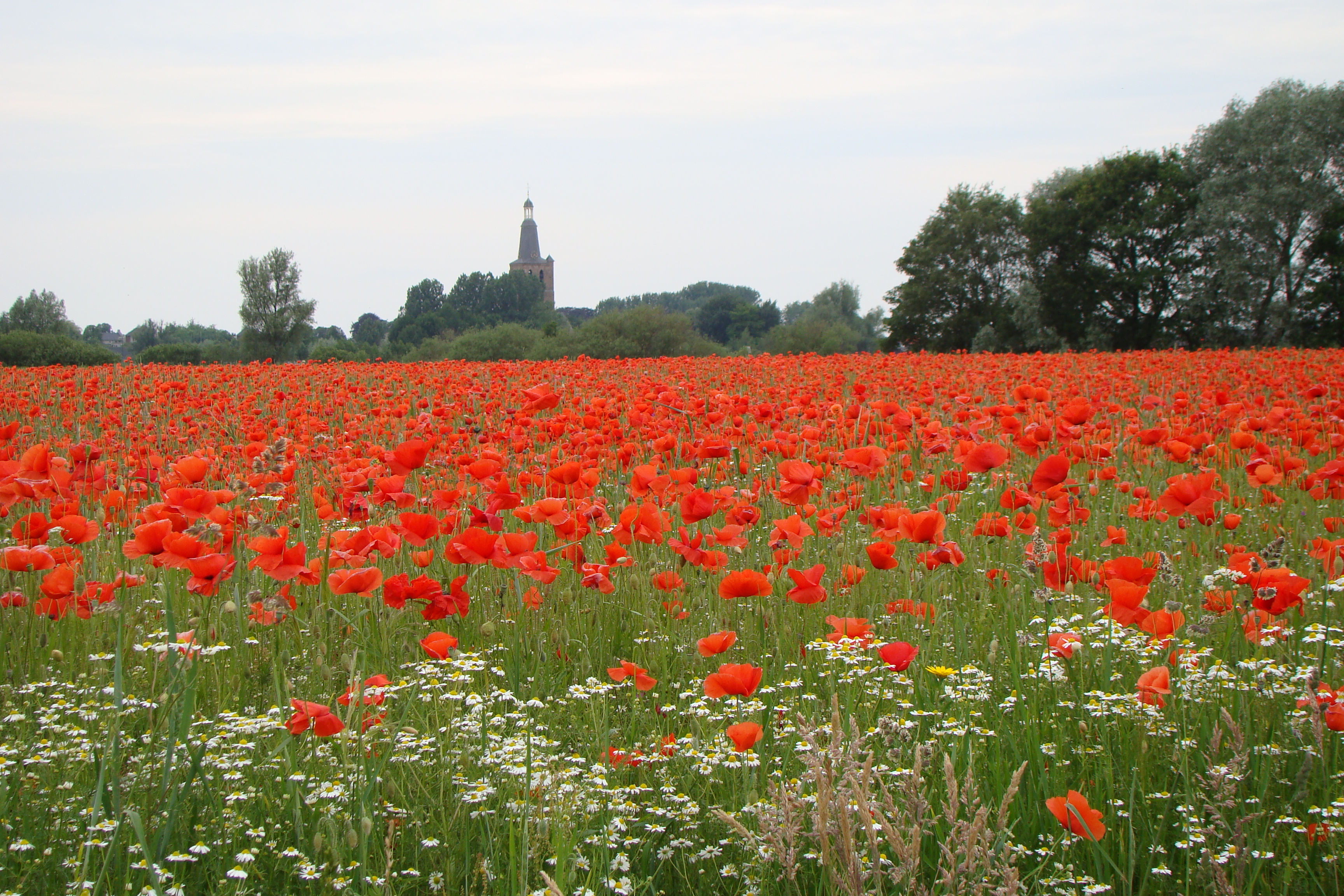 Klaprozen